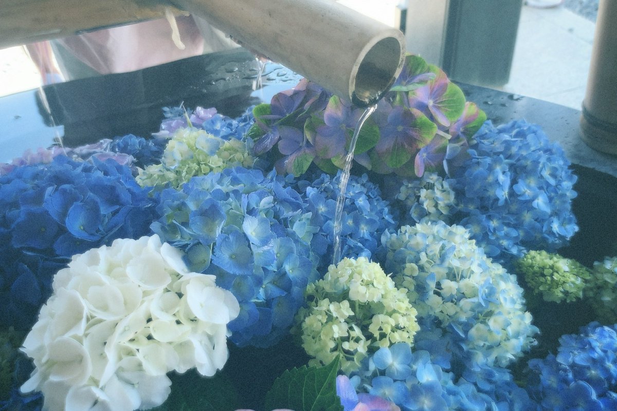 keei04_official's tweet photo. 初夏の気温。
晴れの日の紫陽花もきれいね

 #日常垢  #日常垢さんと繋がりたい
  #紫陽花  #フィルムカメラ https://t.co/CjknGXwGR7