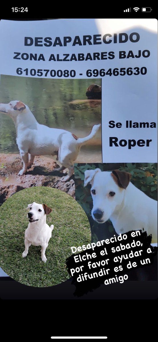 jcnu_'s tweet photo. Por favor ayudar a difundir .@ajuntamentelx @policiaelche @ElcheNoticias https://t.co/ifY6adM2hz