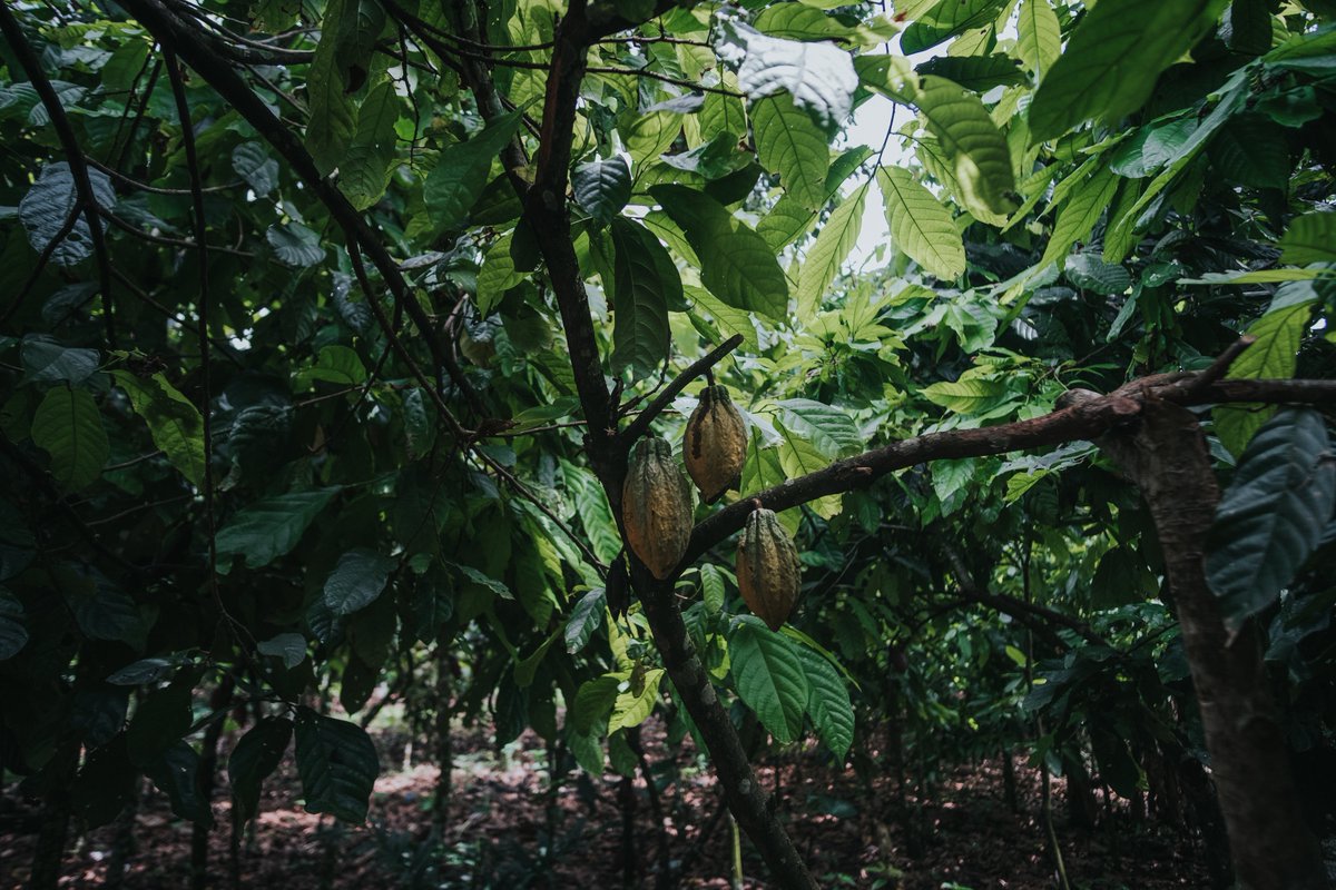 FAOCameroun's tweet photo. The highly awaited #CocoaTalks event in #Cameroon is set to take place in Yaoundรฉ, marking the culmination of the last six editions
๐ 8 June 2023
๐ 14:00-16:45 WAT time
โ๏ธ https://t.co/SvlBCrzg6b
Delve into the journey towards #sustainable #cocoa and #DecentIncome https://t.co/aUHuNarVLz