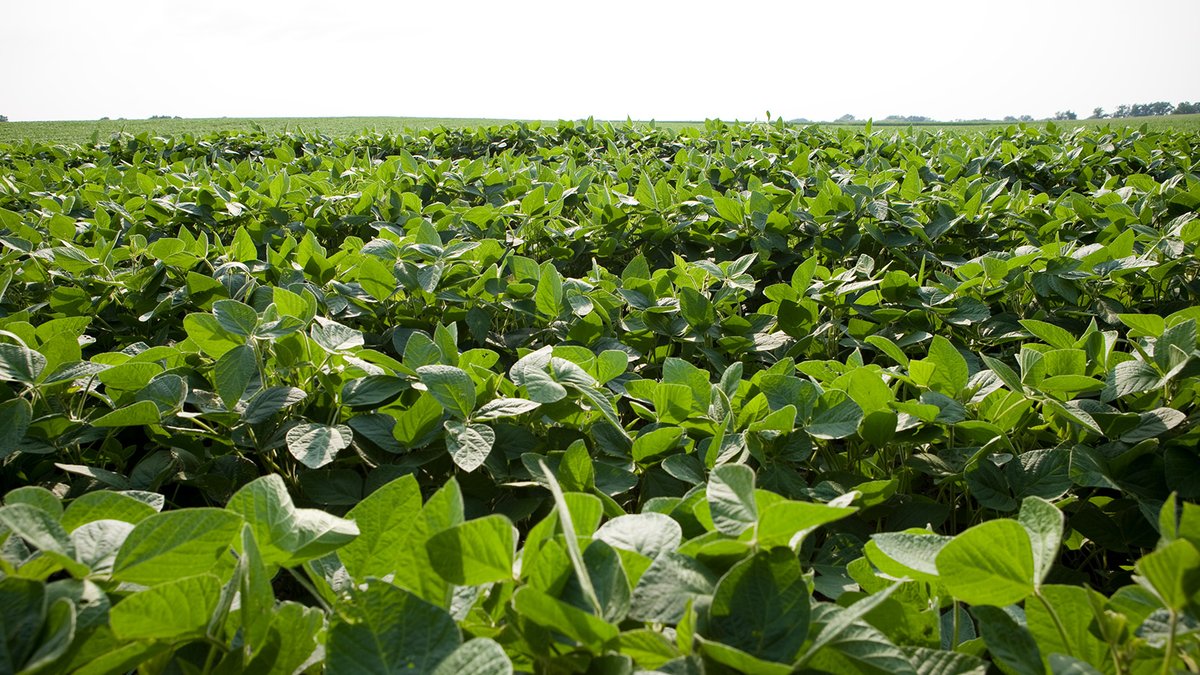 Save trips, time ⏰ and money 💰 in #grow23 by applying the right fungicide-insecticide tank-mix to your #soybeans. See how combining #MiravisNeo and #EndigoZCX can deliver more value this #spray23 ow.ly/ezns50OlHm3.