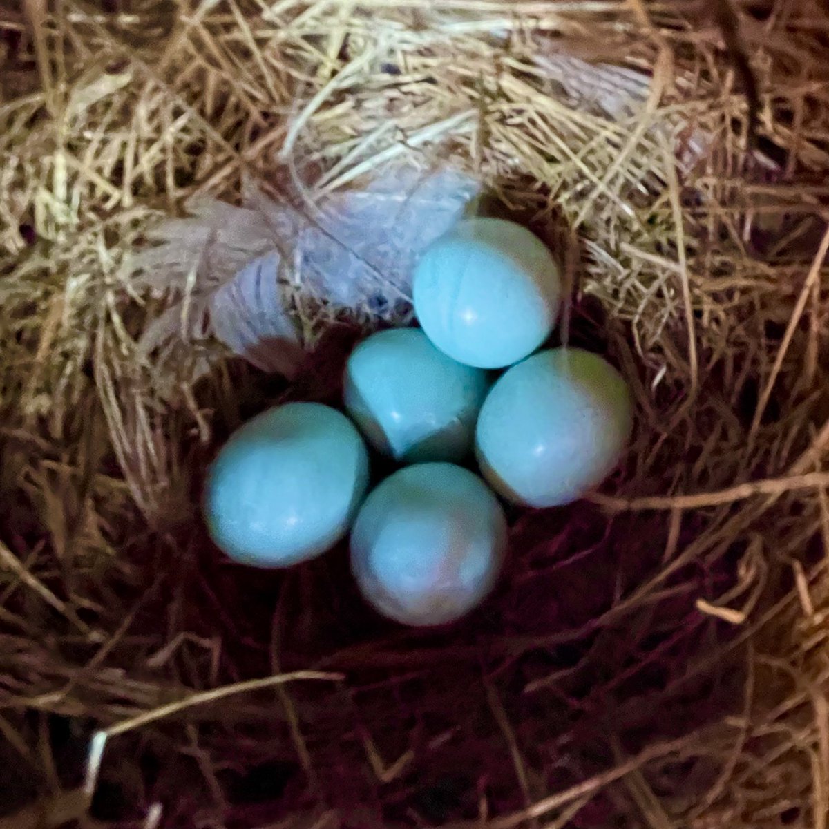 5 bluebird eggs in my birdhouse!