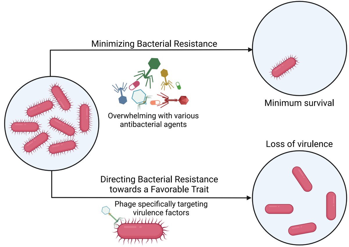 Bacteria are great at evolving resistance to anything that we throw at them. This has resulted in the antibiotic resistance crisis. Resistance is inevitable in #PhageTherapy as well. We discuss how to address this using evolutionary medicine approaches.

doi.org/10.1146/annure…