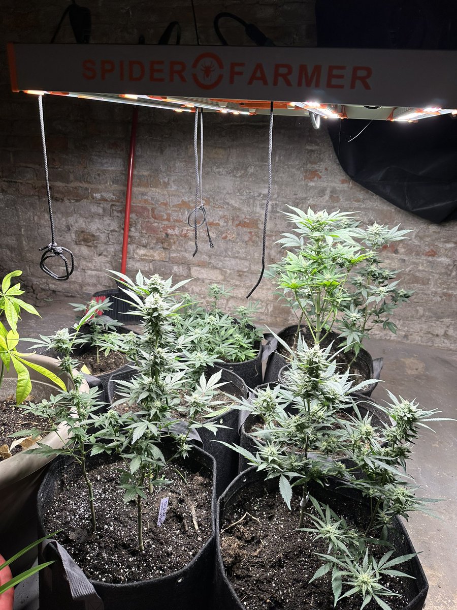 Everything is happy with the #spiderfarmerG3000 

Me included.