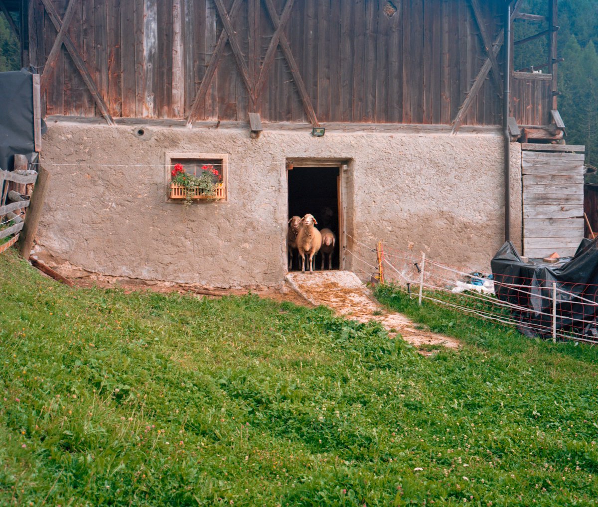 Alessandro Indaco tweet media