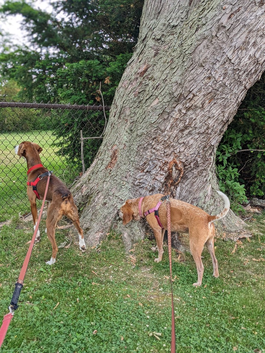 BobBobBob1's tweet photo. Two hounds &amp; a magnificent silver maple on #ThickTrunkTuesday .
🐕‍🦺🐕‍🦺😎💚 https://t.co/QOYcIYg0Gk