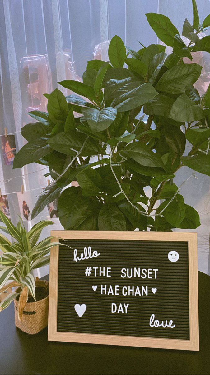 🌻🍃 tweet media