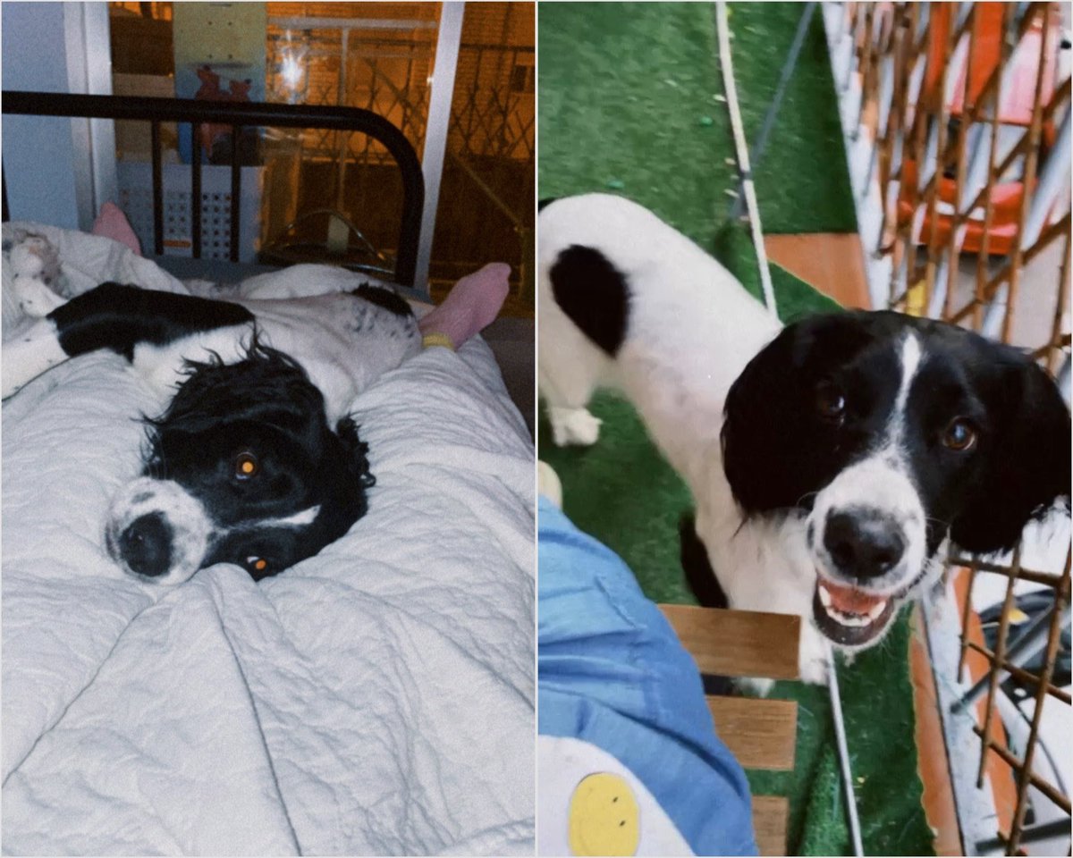 Funny how fate and chance work. Funny how healing works. Funny how life surprises. 

Left > my baby Pelo 🤍 🕊️ 
02.02.2019-02.08.2021

Right > Malu the 3yo pup, on a house I started to work yesterday

Mi first reaction was burst into tears ❤️‍🩹