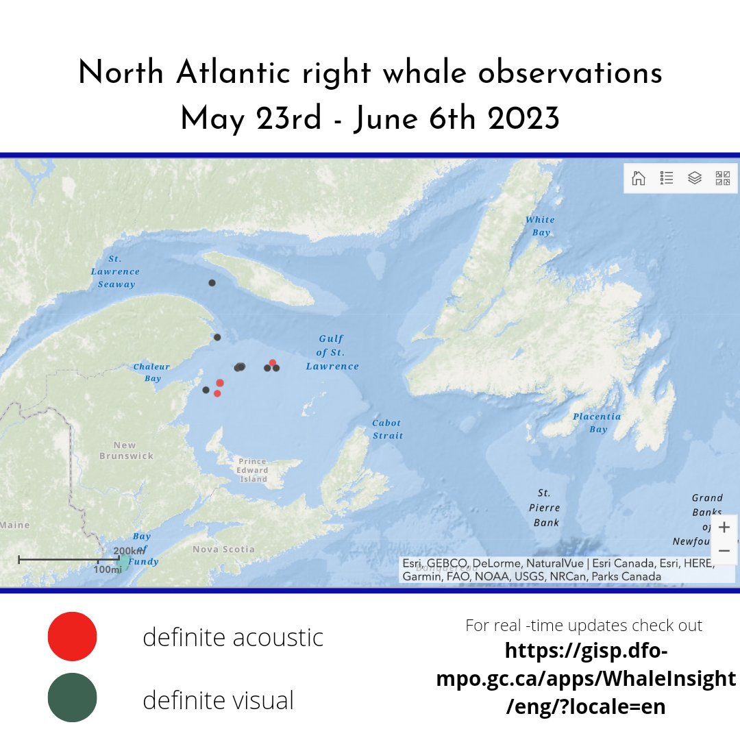 CanWhaleInst's tweet photo. Where are the right whales?? Check out their whereabouts in the Gulf of St. Lawrence over the last two weeks. For more, check out https://t.co/GcbdlTiBiv

#whaleinsight #rightwhales #gulfofstlawrence #canadianwhaleinstitute https://t.co/bjlm9sOeWk