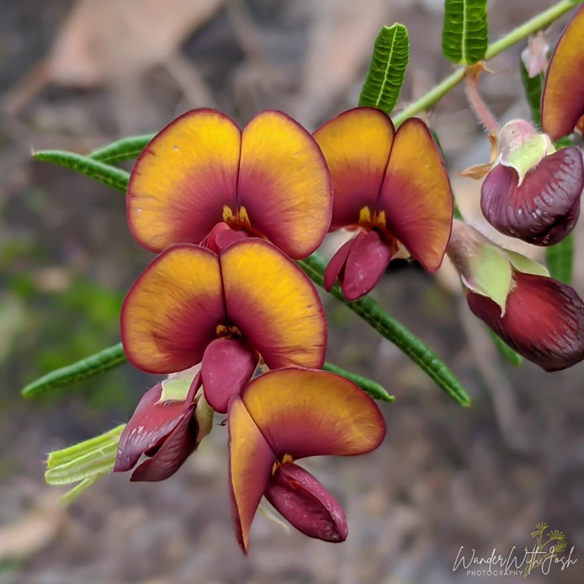 𝘉𝘰𝘴𝘴𝘪𝘢𝘦𝘢 𝘦𝘳𝘪𝘰𝘤𝘢𝘳𝘱𝘢 𝗖𝗼𝗺𝗺𝗼𝗻 𝗻𝗮𝗺𝗲: Common Brown Pea 𝗙𝗮𝗺𝗶𝗹𝘆: FABACEAE #wildflowerhour #wildflowers #westernaustralia #flowerphotography #Flowers