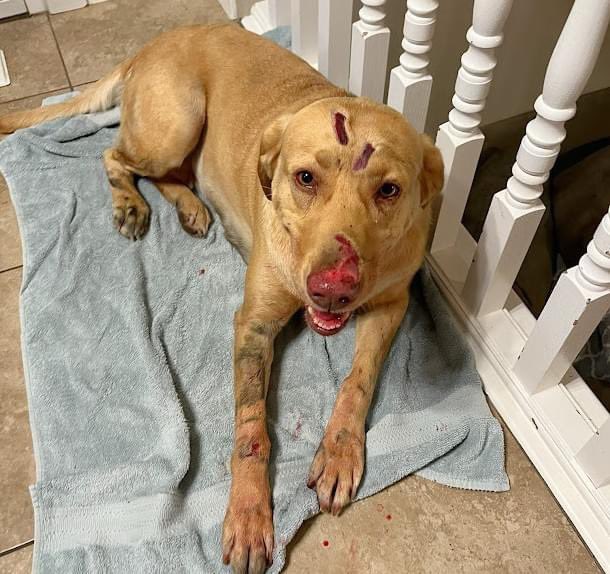 Heroic Labrador Retriever Fights Mountain Lion To Save Two Children And Protect The Family,... Please don't scroll without giving her some love and prayers! 😱🦸🙏
#dogs #dogsoftwitter #Doglovers_26 #dogsarelove #DogsOnTwitter #puppies #DOGS100