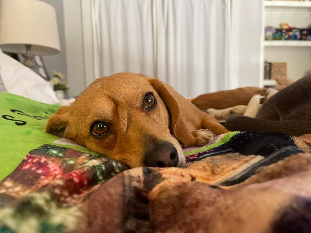 Hi. Hope your day is ok. Mine is going great. K thanks Unicorn Dog Extraordinaire