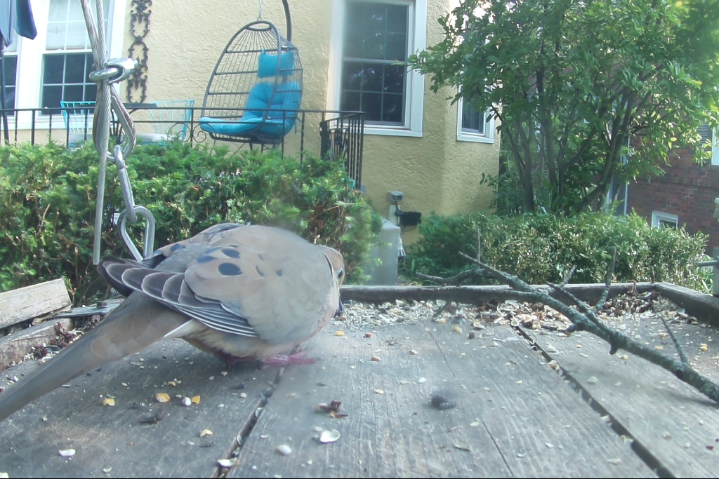 I saw a #MourningDove. Let's hope it comes back and stays longer than 3 seconds.