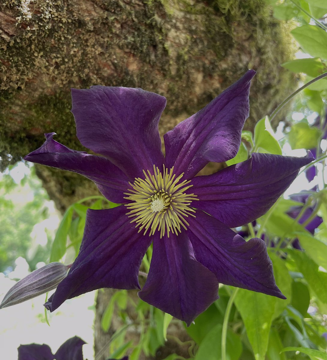 EdenVivace's tweet photo. Clematis ‘Romantika’ https://t.co/GvPWKB4nCh