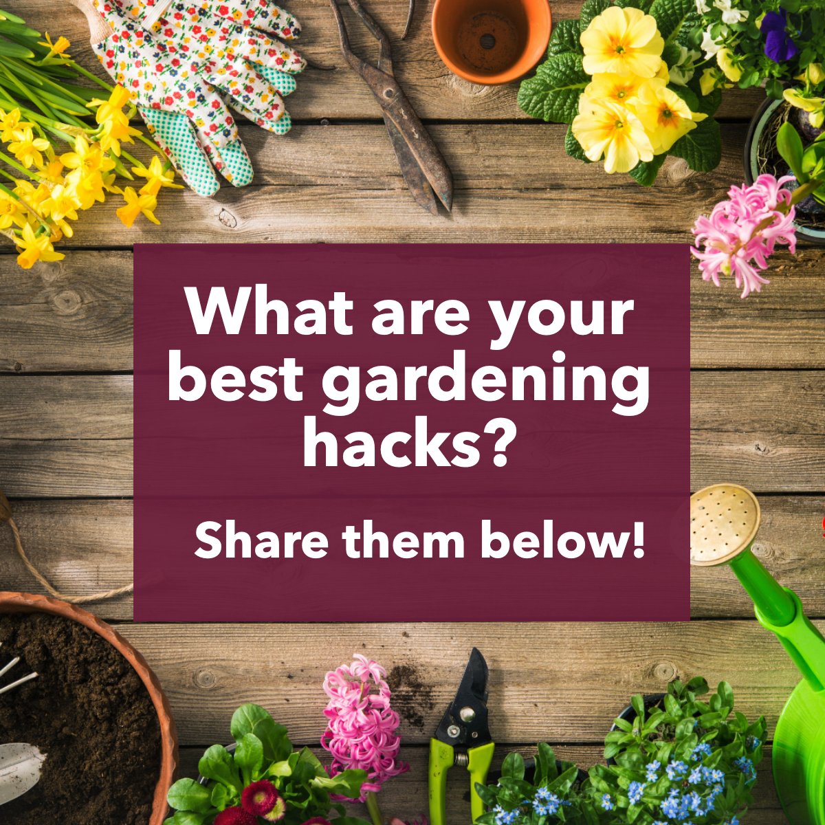 Share your best gardening tips with us. 🌻🌼

#gardeninglife    #gardeningideas    #gardeningtips    #homegardening    #GardeningHacks