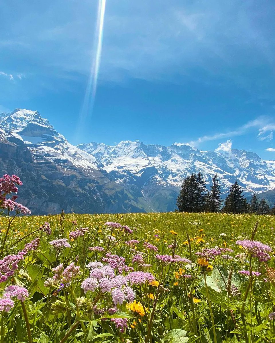 How beautiful the time of blossoms is.... Which is your favourite flower? 🌼 🌾 🌹 🌸 🌱 💛 

@murrengimmelwald | @madeinbern | @myswitzerland

#DiniWält #jungfrauregion #mürren #mountains #flowers #blossom #madeinbern #switzerland #inLOVEwithSWITZERLAND

Photo 📷 @colinmathilde