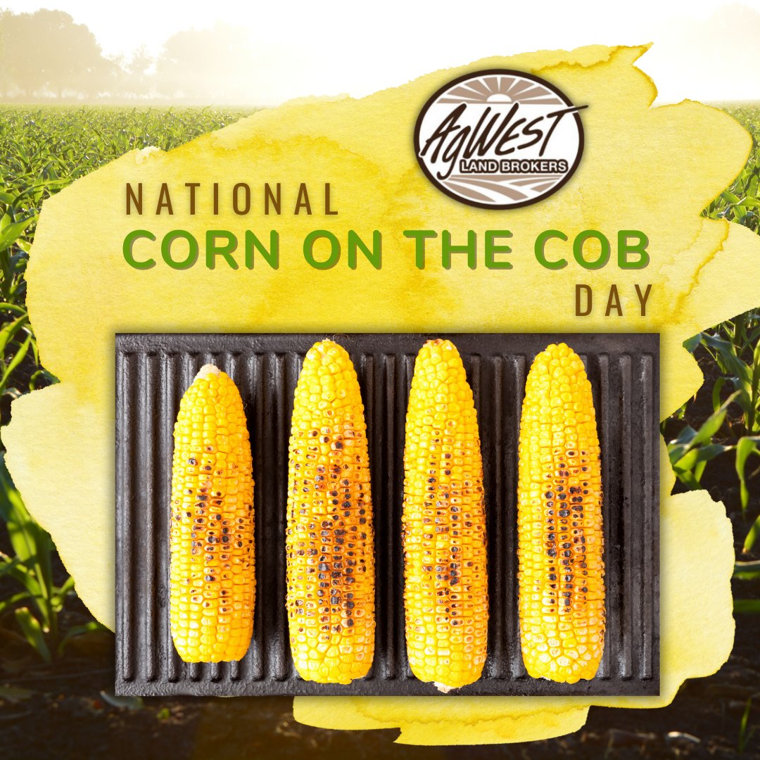 AgWest_Land's tweet photo. It's National Corn on the Cob Day! It's our favorite summer vegetable!
#NationalCornOnTheCobDay #cornonthecob #favoritevegetable #agwestlandbrokers https://t.co/NVDVFXUsLK