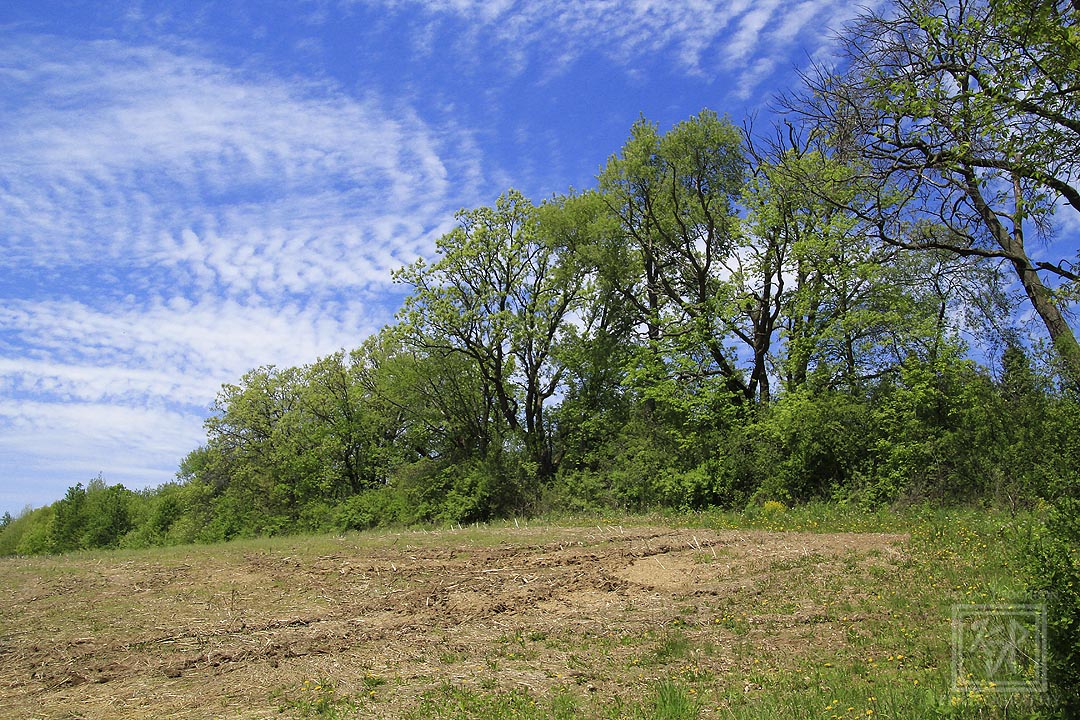 Clouds beyond this open field at Black Earth Creek Sunnyside Unit Dane County Wildlife Area. (5-18-2018) #KevinPochronPhotography #kjpphotography 

#Canon #CanonFavPic #Canon60D #Photography #LandscapePhotography #NaturePhotography #nature #trees #clouds #BlackEarth #Wisconsin