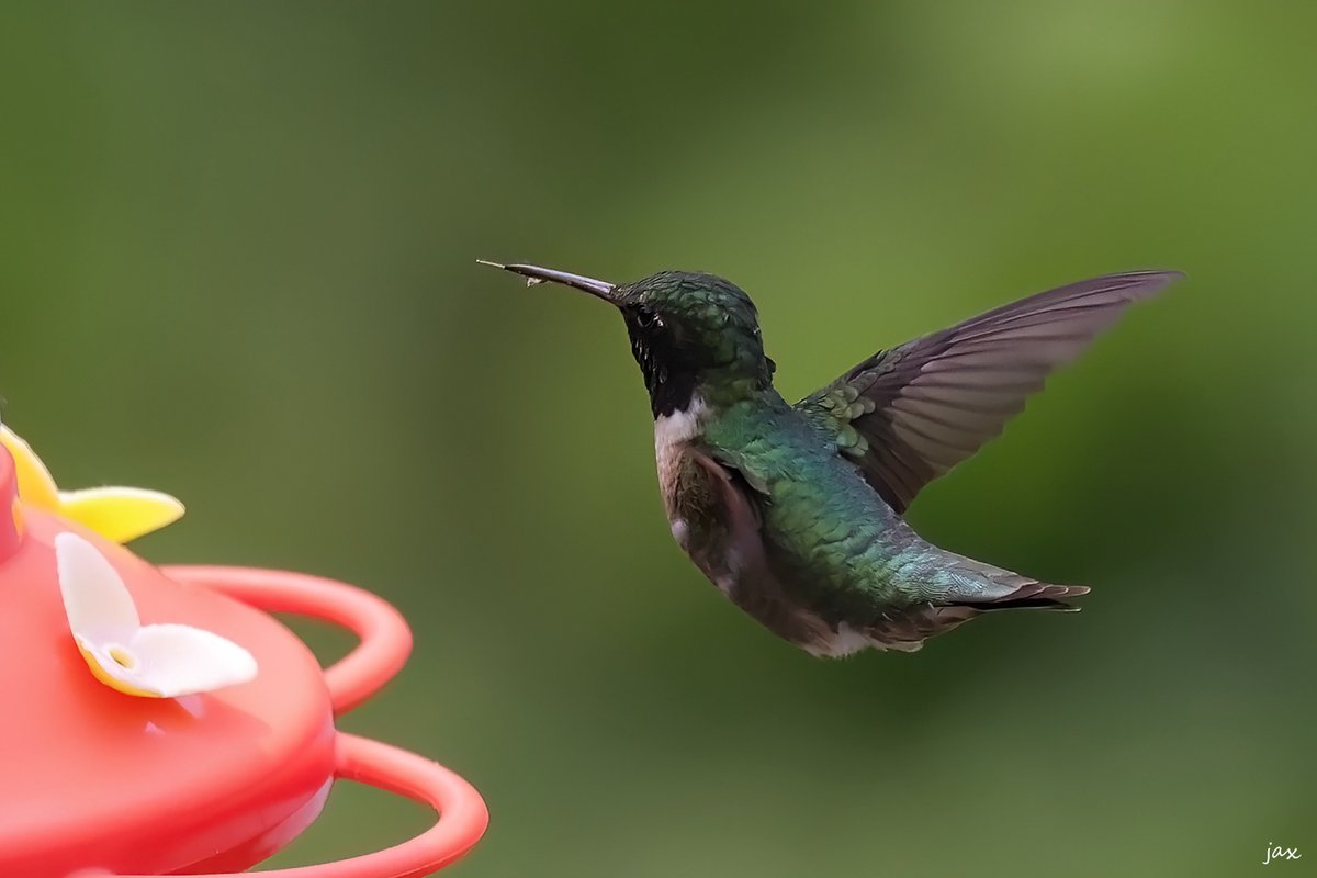 @Dr_Brian_Pet @azgibsonz @SherrieAustin1 @BirdingRalph That purple! 😮💜💜  Really beautiful shot Doc!

For some reason I was expecting to see #TonguesOutTuesday but  #DailyHummingbird works  too. 🙂🙂 (my first hummer tongue shot 😀)