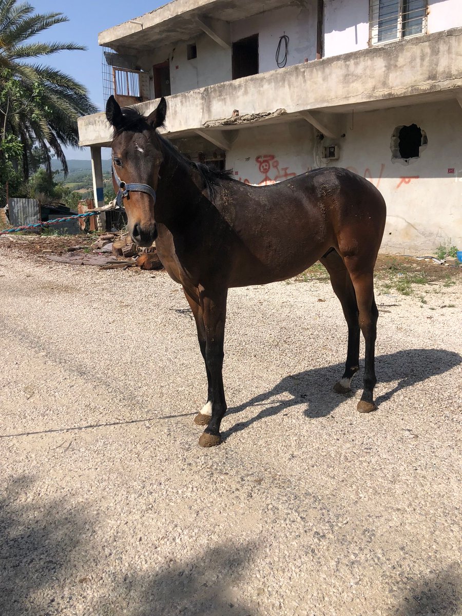 efmedya's tweet photo. Bu sene sahaya inecek erkek tay 
Ereğli topçu harasında muhayyer gidip görün satılık tay 

Müracaat tel: 0532.2362102 https://t.co/91dZuCJ5Bi