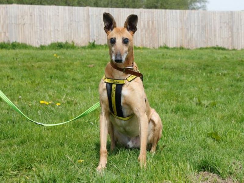 Please retweet to help Andrew find a home #BRIDGEND #WALES 
Friendly Lurcher aged 3, he has limited sight so is looking for a home with any children aged 14+ and where he can be the only pet.  Please share 🍀 

DETAILS or APPLY 👇dogstrust.org.uk/rehoming/dogs/……
#dogs #Cardiff #pets