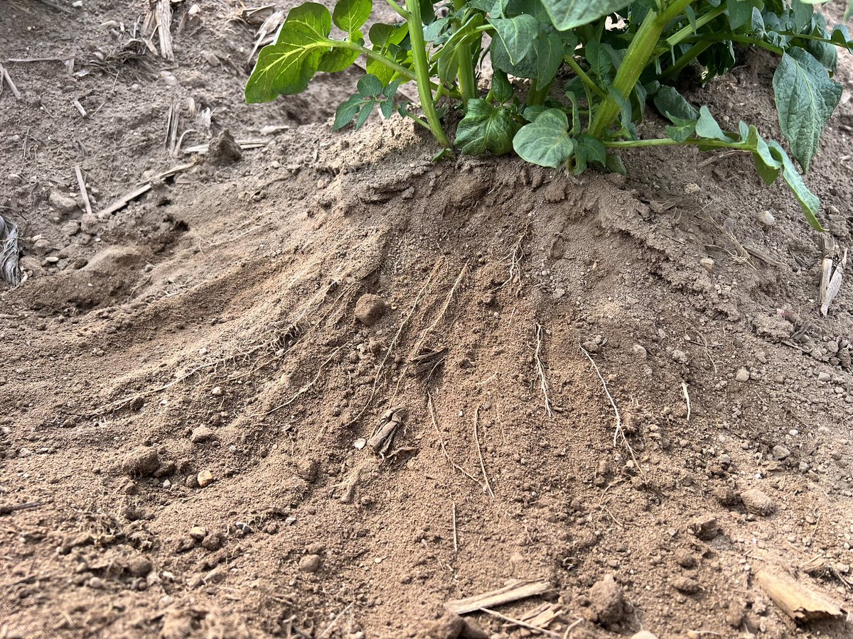 jonlyoder's tweet image. If your cultivating spuds after they are up, this is what your cutting off. Biogro doing it’s thing! #biogro #agtwitter #tatertwitter #roothealth
