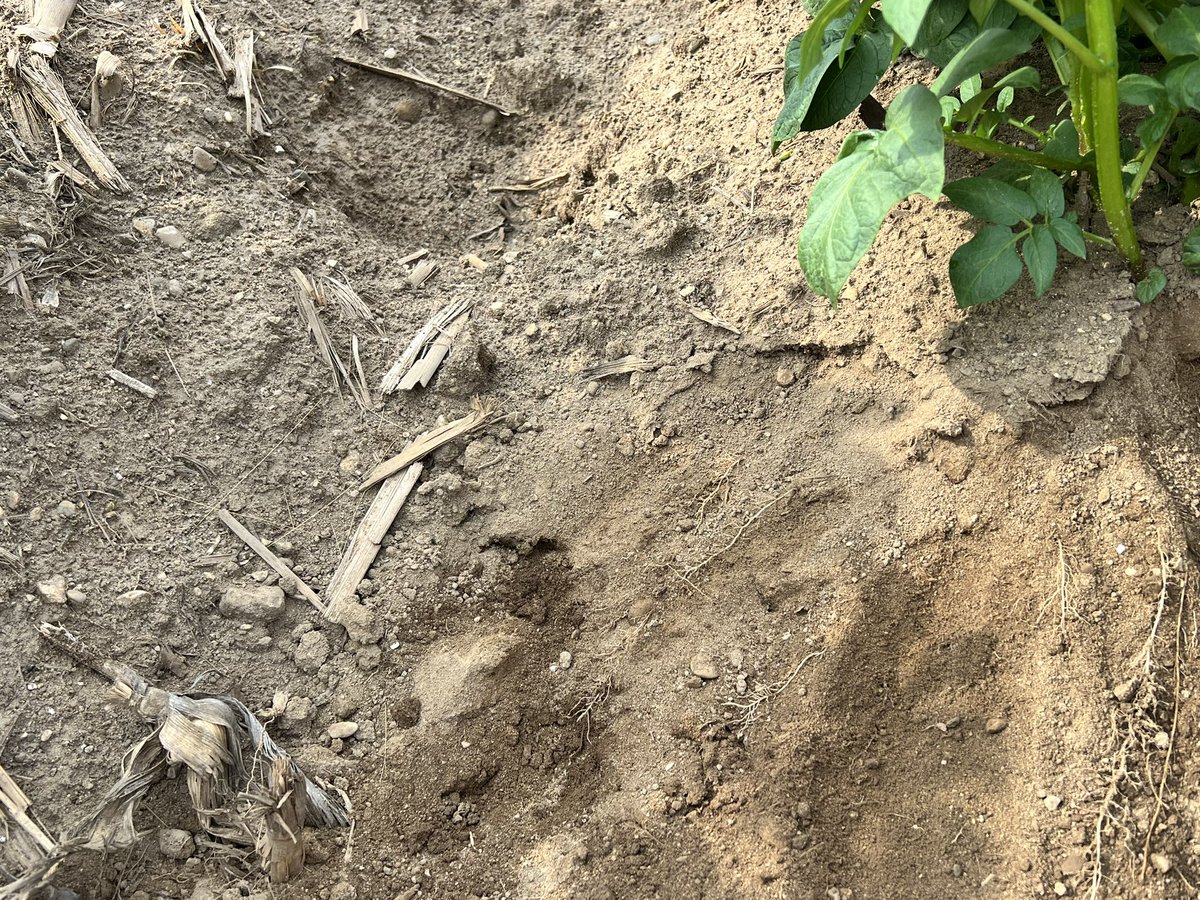 jonlyoder's tweet image. If your cultivating spuds after they are up, this is what your cutting off. Biogro doing it’s thing! #biogro #agtwitter #tatertwitter #roothealth