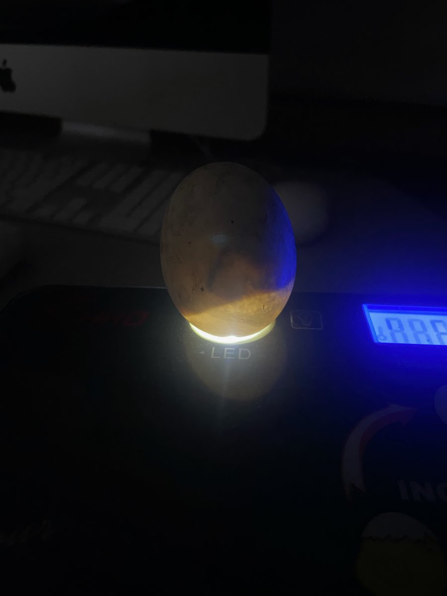 MissLMillar's tweet photo. We put the ducks into lockdown last night and did one last candling - One looks perfectly developed! One looks like it has continued to develop, but perhaps stopped and the last egg did not develop, so we had to take it out. We have 7 left. Now we wait! #grade3 #duckeggs https://t.co/cAQcVJwaXx