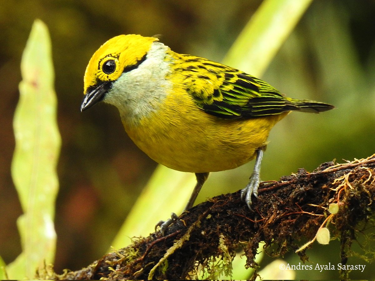 🇨🇴Tángara amarilla 
Tangara icterocephala 
#avesdecolombia