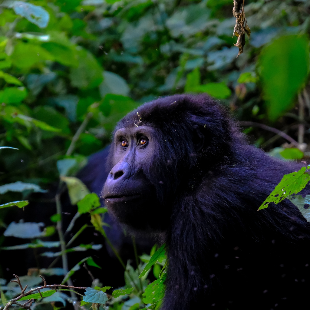 Mountain #Gorilla #staring at something, Uganda .
.
.
.
#MountainGorilla
#BabyGorilla
#Bwindi
#Omnivorous
#Primate
#AfricanGorilla
#AfricanWildlife
#UgandaWildlife
#UgandaPrimate
#UgandaTrip
#Savannah
#Safari
#WildGorilla

#WildlifeProtection #WildlifeHabitat #English