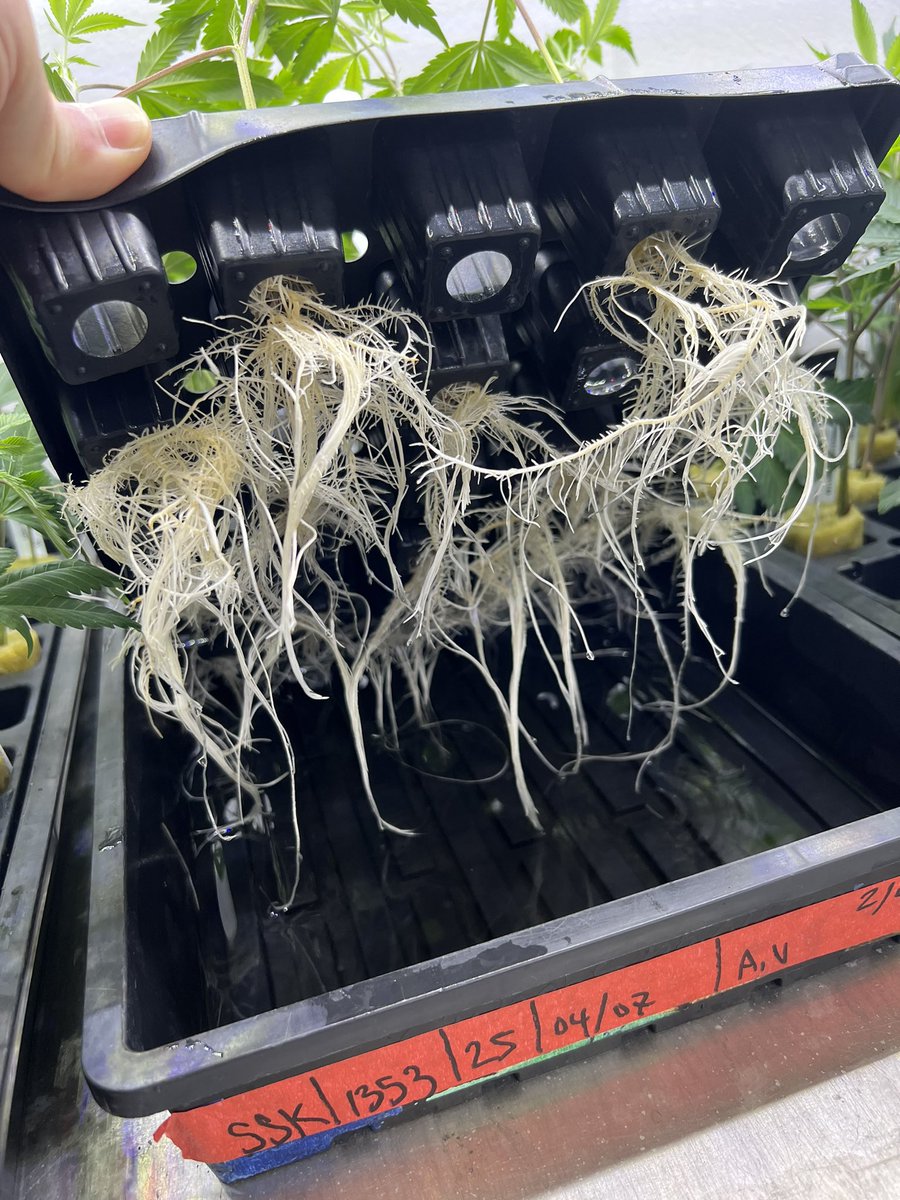 Vang “50” Kal tweet media