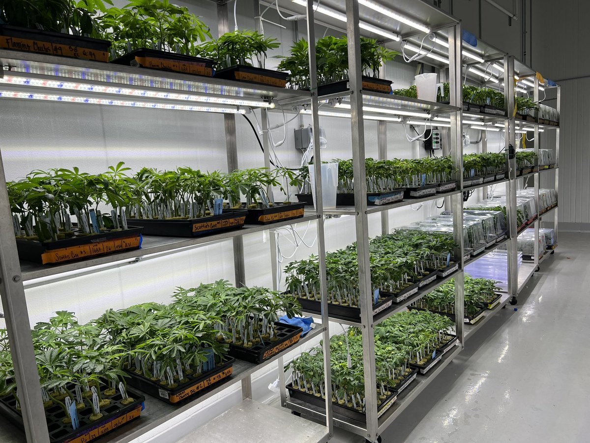 Vang “50” Kal tweet media