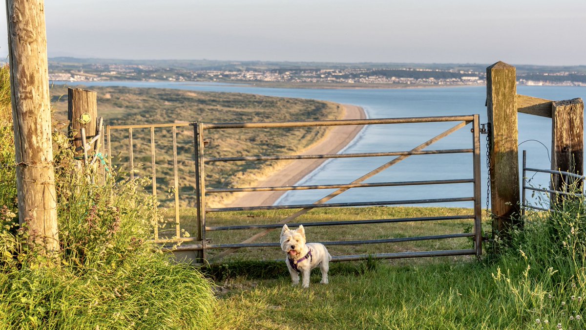 Walkies of discovery with amazing views from Saunton Down, then over to Croyde to see the sunset yesterday evening.
🌅 🌊🐶
#croyde #sunset #saunton #westwardho #northdevon #westie