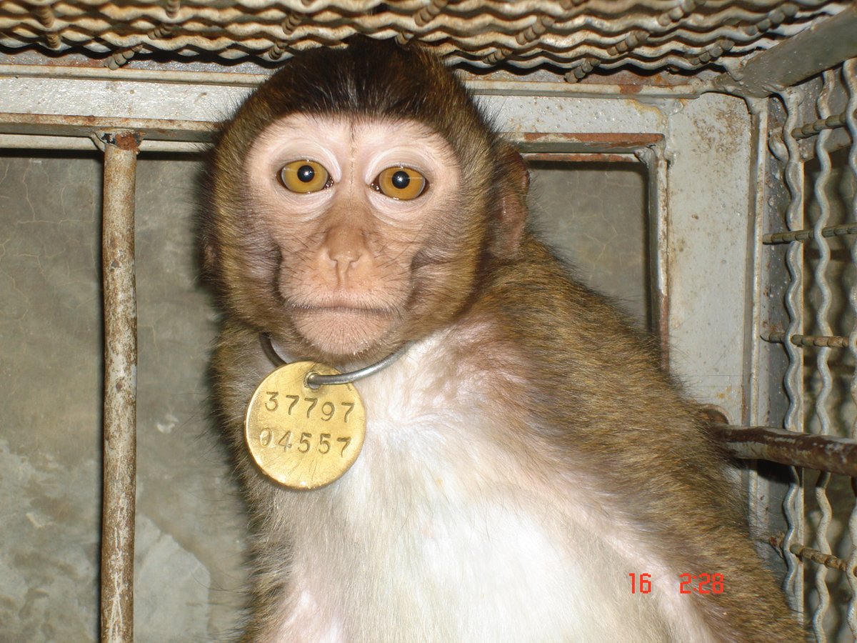 A letter from @PETA & @Action4Primates urging #Canada to halt primate imports has been sent to authorities, following the arrival of hundreds of #longtailedmacaques from #Cambodia. This follows US federal #monkey smuggling investigation &     indictments. tinyurl.com/yae4ybhw