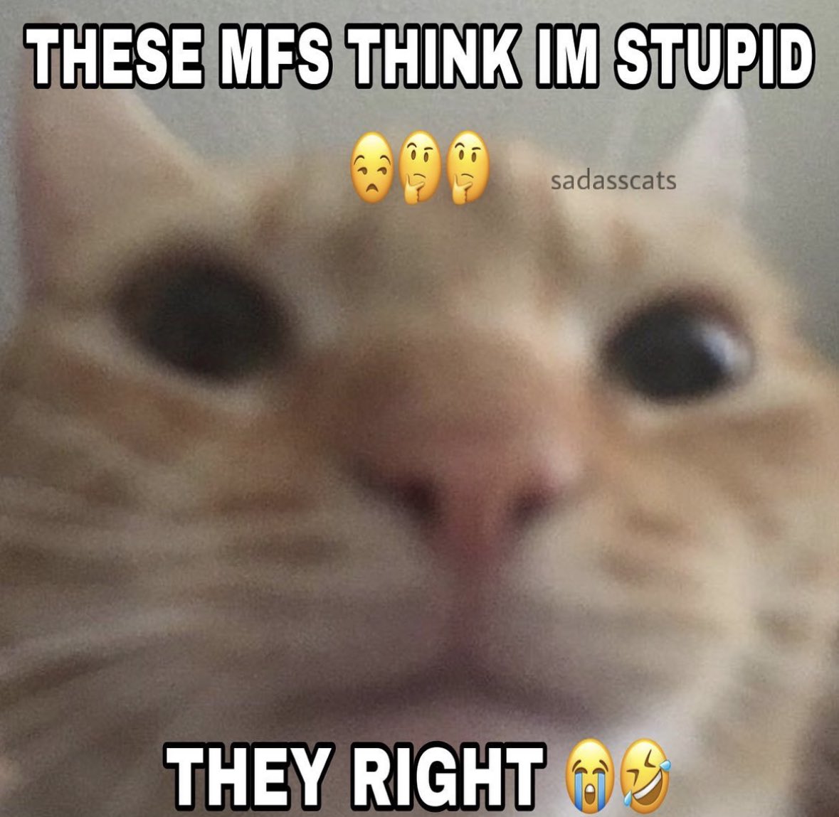 LiterallyMeCats (@literallymecats) on Twitter photo 