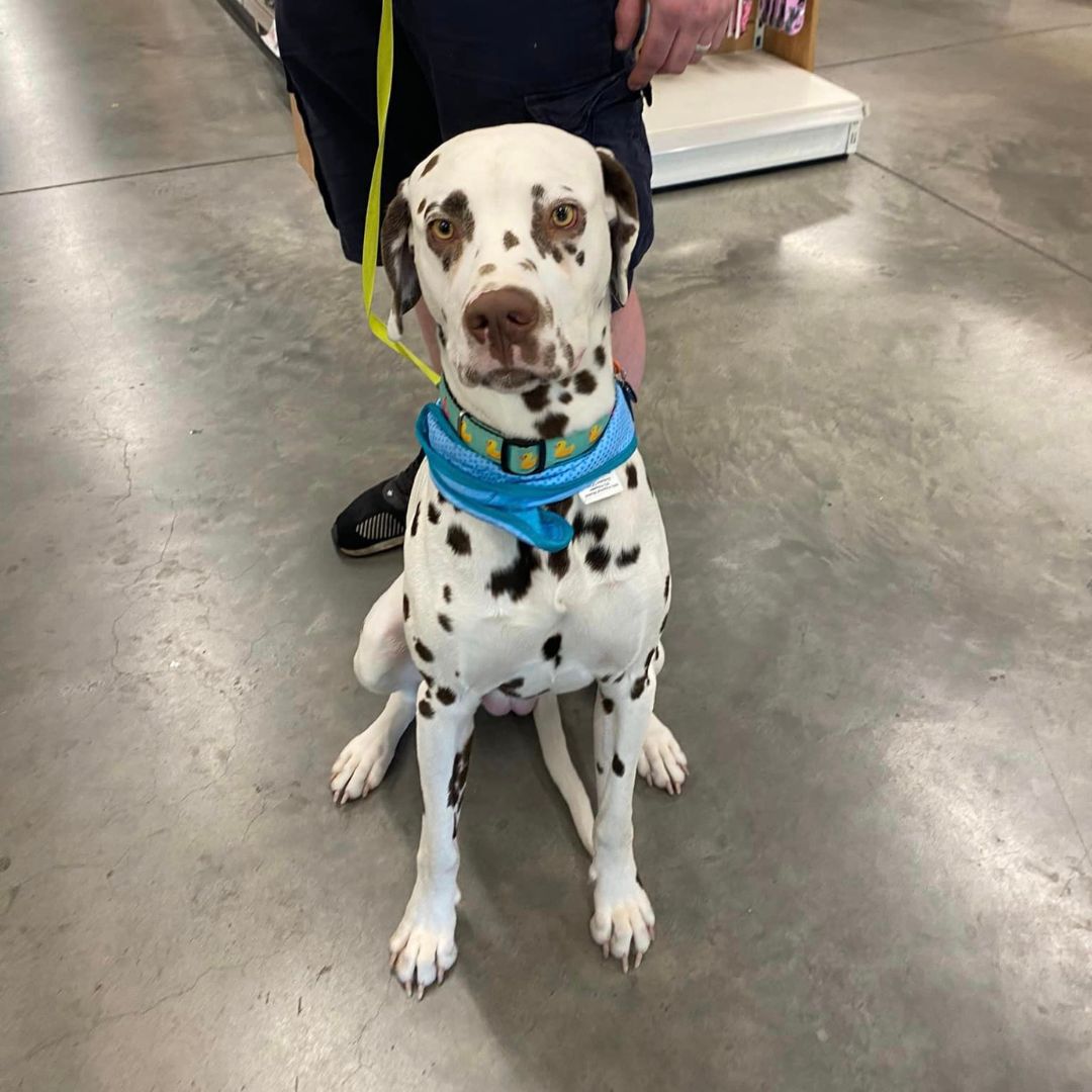 PetworldIreland's tweet photo. Meet Freddy, the ultimate fashion-forward traveller! 🌟
Call into any nationwide Petworld Store 💛🖤
Find a store near you https://t.co/xhytJbUG3E
Browse pet products online today https://t.co/oleB90z6sV

#FashionableFreddy
#CoolingCollars #MaxAndMollyTracker #PetworldAthlone https://t.co/1qyEpSbOVT