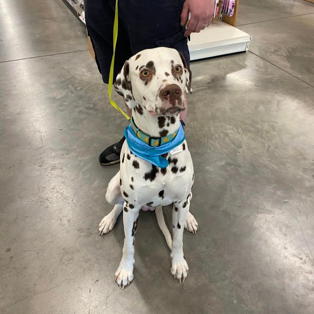 Meet Freddy, the ultimate fashion-forward traveller! 🌟
Call into any nationwide Petworld Store 💛🖤
Find a store near you pulse.ly/dk5ypk62xe
Browse pet products online today pulse.ly/hog2j5vl0a

#FashionableFreddy
#CoolingCollars #MaxAndMollyTracker #PetworldAthlone