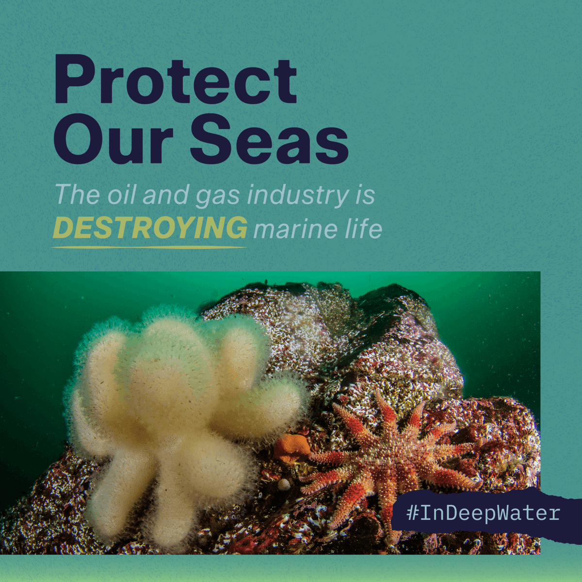 The Rosebank oilfield will destroy marine wildlife and habitats, whilst blowing through UK climate targets. It will:

1️⃣ Threaten vulnerable marine life. An oil spill could risk serious impact to at least 16 Marine Protected Areas, causing irreparable damage to our seas. 🐋