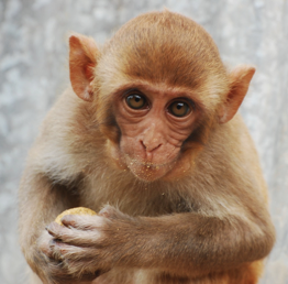 MonkeyHealthExplorer tweet media