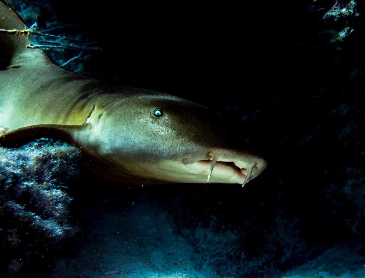 A Nurse Shark tucked away under a ledge