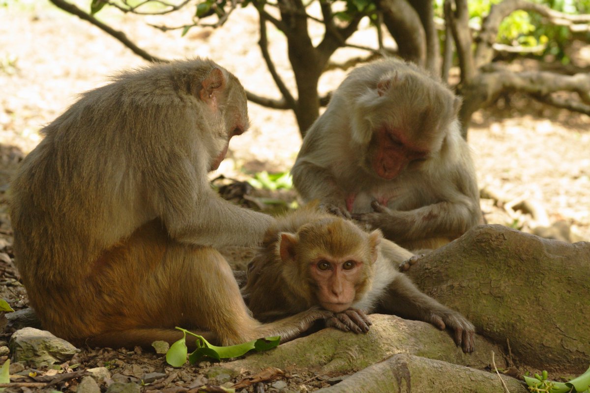 MonkeyHealthExplorer tweet media