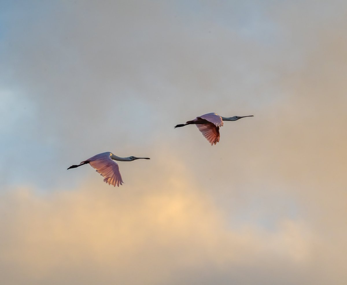 Two spoonbills take off at first light. Bradenton Florida #BirdsOfTwitter #ThePhotoHour #StormHour #twitterbirds @WeatherNation @NikonUSA #wildlifephotography