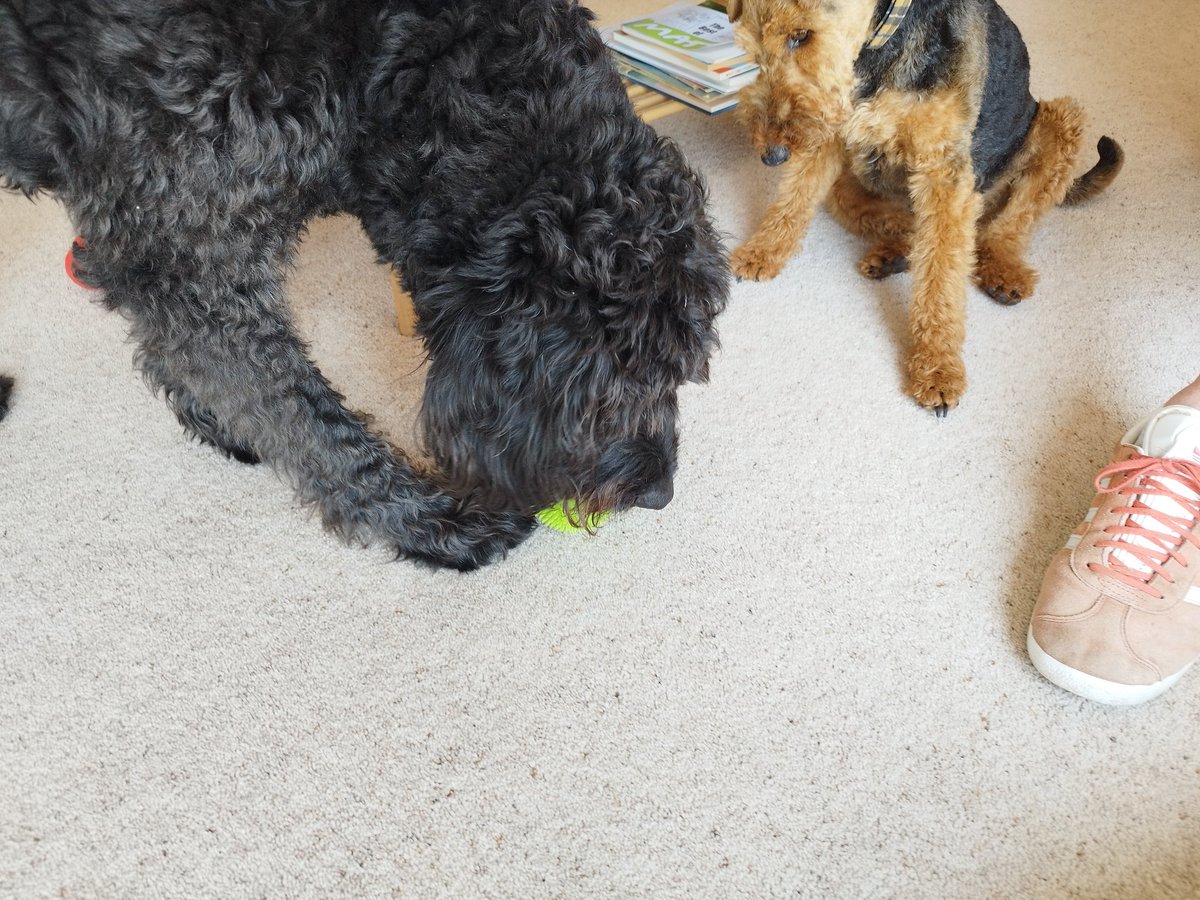 ZebedeeZebedog's tweet photo. We are visiting David and Tim and their new dog Robbie in Cornwall. He had a nice green ball which seems to be mine now. https://t.co/0xD3O3v7n1
