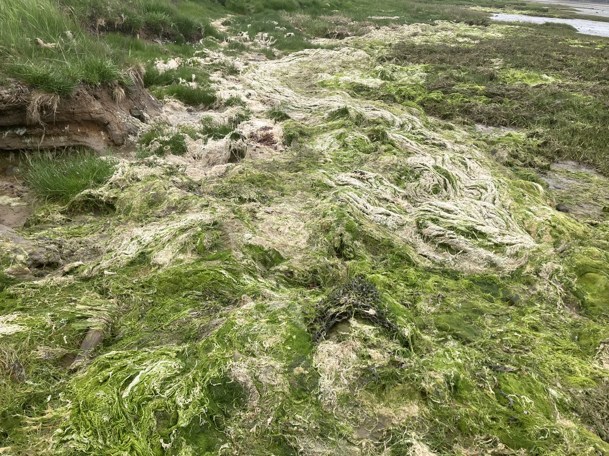 lindisfarne_nnr's tweet photo. Today we started monitoring the excessive growth of macro algae within #Budle Bay.  A range of projects will be used to reduce the impact these thick carpets have on the habitat &amp; species of this internationally important area. ⁦@LifeWader⁩ ⁦⁦⁦@newcastlemarine⁩ https://t.co/aFiizJmcen