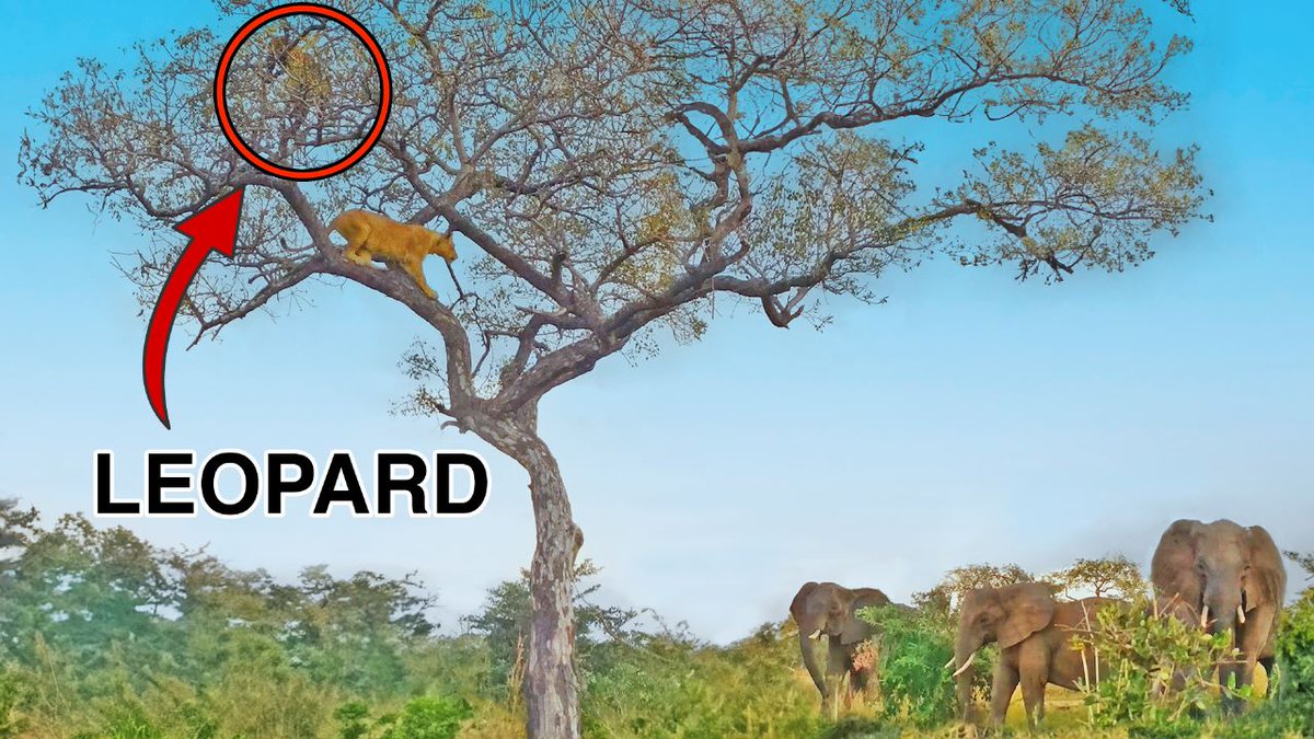 WATCH: Elephants Save Leopard From Lions in Tree

A herd of elephants save a leopard from two lionesses that climbed a tree and fought him for his hard-earned meal.

latestsightings.com/single-post/el…