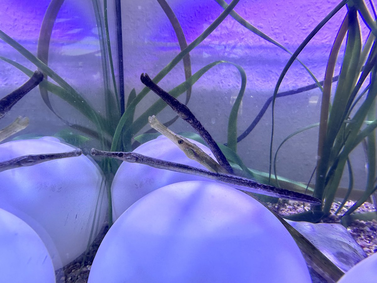 MarEvol CAU Kiel (@marevolkiel) on Twitter photo Our #pipefish #SyngnathusTyphle at the evaluation symposium of the <a href="/CRC1182/">MetaorganismResearch</a> Our #pipefish #SyngnathusTyphle at the evaluation symposium of the <a href="/CRC1182/">MetaorganismResearch</a>