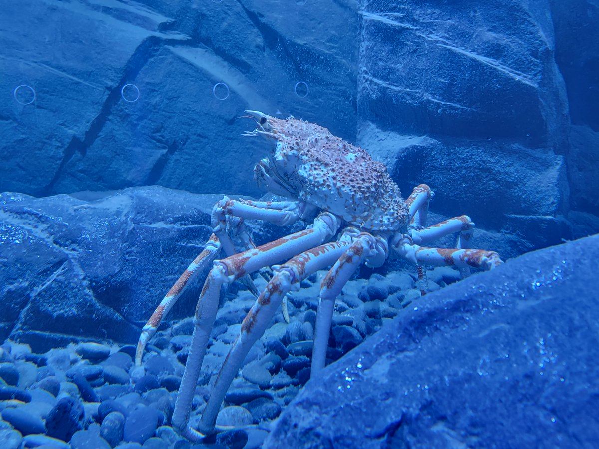 Kansas City Zoo on Twitter "The Sobela Ocean Aquarium has some crab