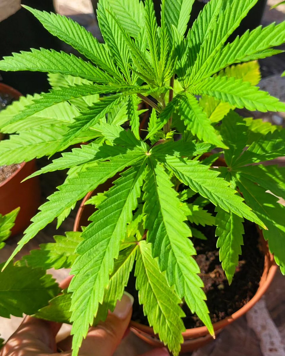 Sophie_MJ's tweet photo. Podas apicales jamás. Tengo demasiado respeto y amor por la madre naturaleza🌏 y por esta planta sagrada🌱como para amputarla sin ninguna razón, simplemente el egoismo que tenemos los humanos para nuestro propio beneficio sin importarnos las consecuencias y el daño causado💚🦎 https://t.co/MPT8hPUH2U