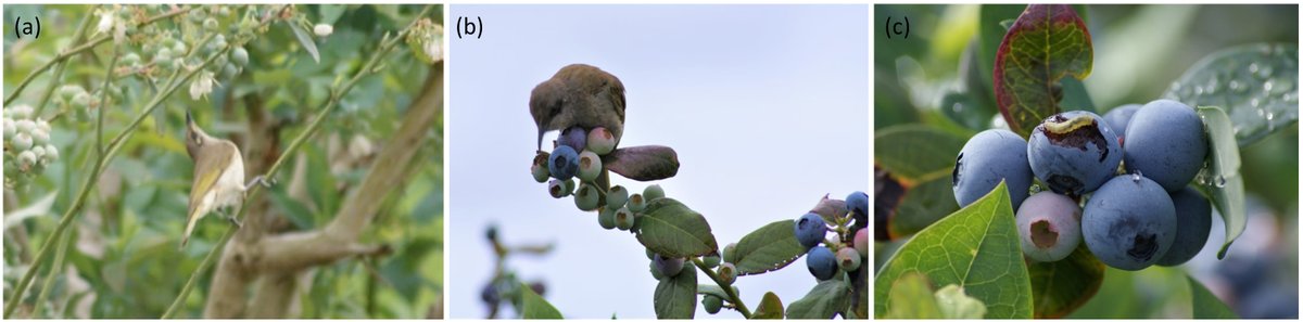 From our #Agroecosystems track:

Australian #BrownHoneyeaters normally eat nectar - but a new study finds they'll also hunt insects in berry crops, potentially serving as #BiologicalControl agents

doi.org/10.1002/ecs2.4…

#OpenAccess <a href="/cristinekaren/">Karen Santos</a> <a href="/rominatwi/">Romina Rader</a> <a href="/notsocrabbyabby/">Abby E. Davis</a>