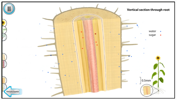 SAPS_News's tweet photo. 🚗💧🌱
This animation allows students to view the key processes of plant transport in xylem and phloem. It is intended for both GCSE and A-level / post-16 biology teaching, and has sufficient detail and accuracy for both. 

👀https://t.co/vi45FsyH29

#plantsci #plantscience https://t.co/sQtWJu0muD