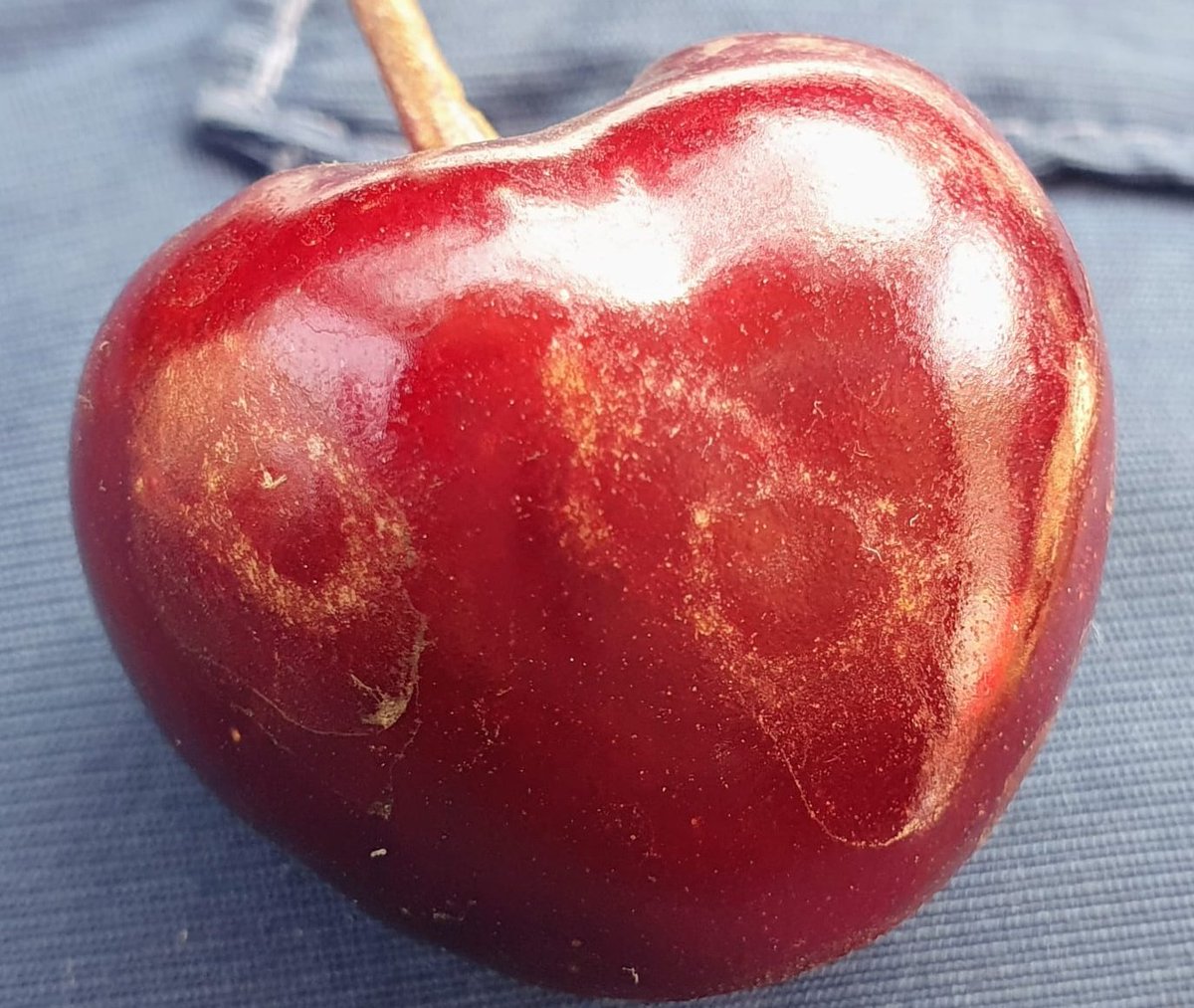 No son síntomas muy conocidos, pero son daños de #trips en #cereza. 

Gracias <a href="/mario_agricola/">Mario</a> 

#ATRIA <a href="/CITAAragon/">CITA Aragón</a>
<a href="/CoopsAgroARA/">Cooperativas Agroalimentarias de Aragón</a> #CSCV